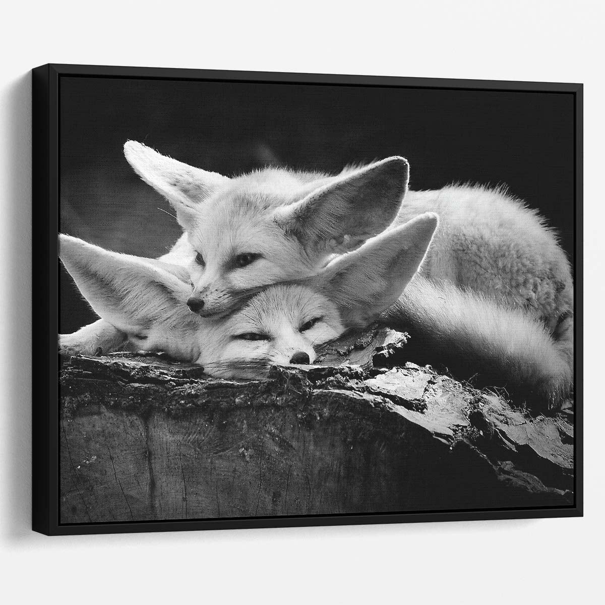 Joyful Fennec Fox Pair Embrace Monochrome Wall Art by Luxuriance Designs. Made in USA.