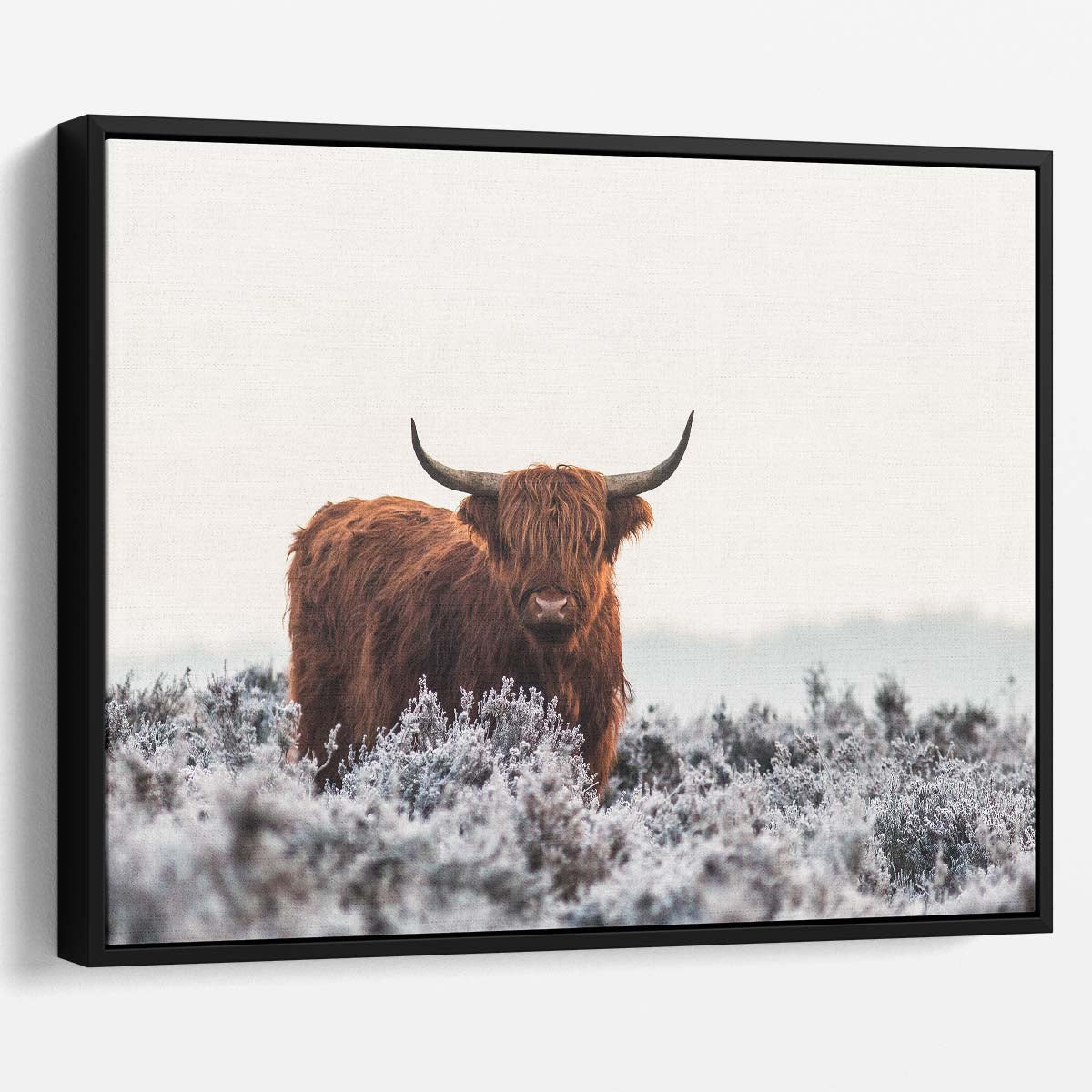 Frosty Highland Cow Photography Rural Winter Wall Art