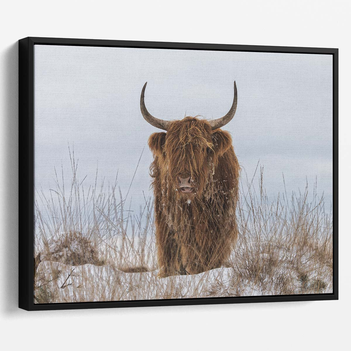 Frosty Highland Cow in Snowy Veluwe Wall Art by Luxuriance Designs. Made in USA.