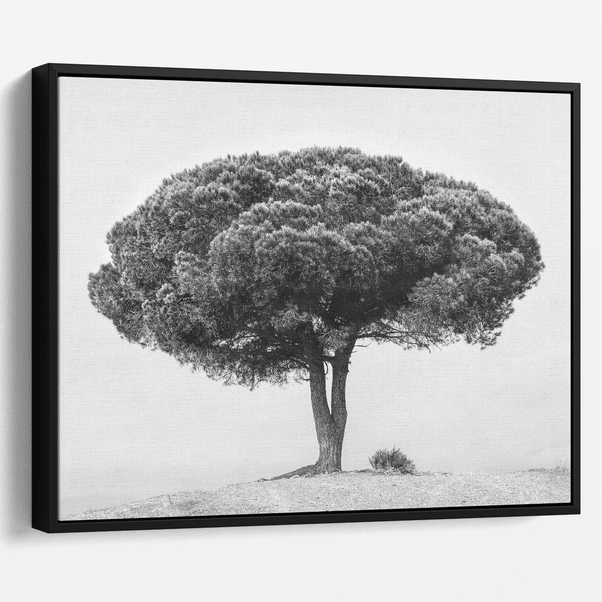 Serene Andalucian Pine Landscape Monochrome Wall Art by Luxuriance Designs. Made in USA.
