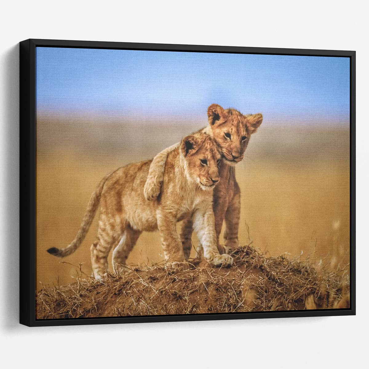 Lion Cubs Embrace Tender Wildlife Brothers Photography Wall Art