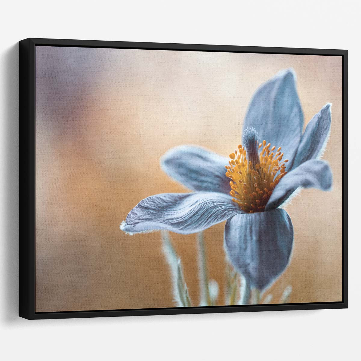 Stunning Macro Blue Pasque Floral Botanical Wall Art by Luxuriance Designs. Made in USA.