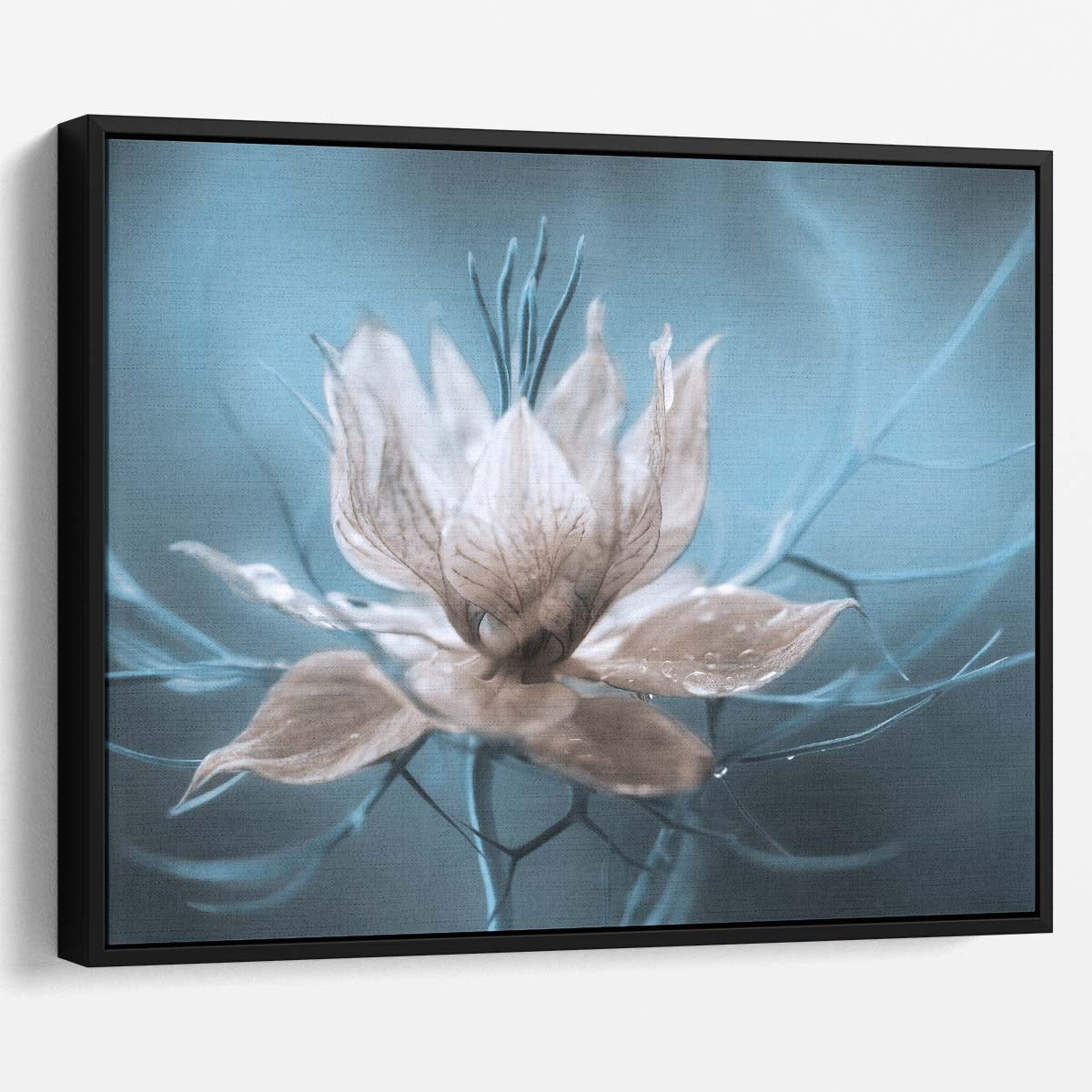 Delicate Blue & White Nigella Floral Macro Wall Art by Luxuriance Designs. Made in USA.