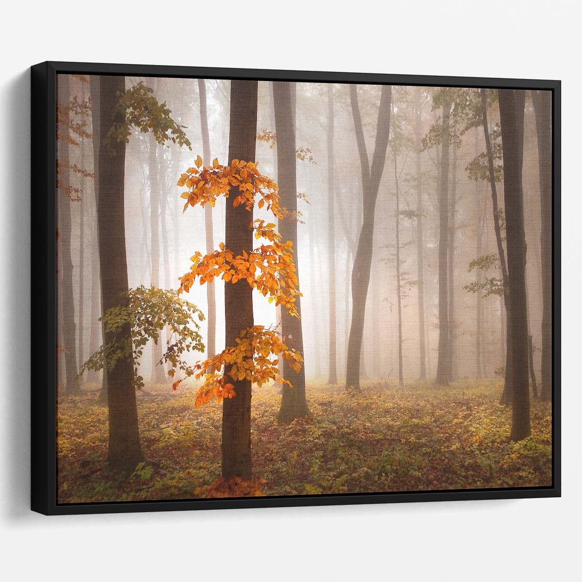 Misty Autumn Swabian Alb Forest Wall Art by Luxuriance Designs. Made in USA.