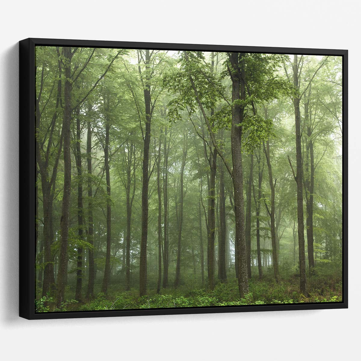 Foggy Green Forest Landscape Photography, Skive Denmark Wall Art