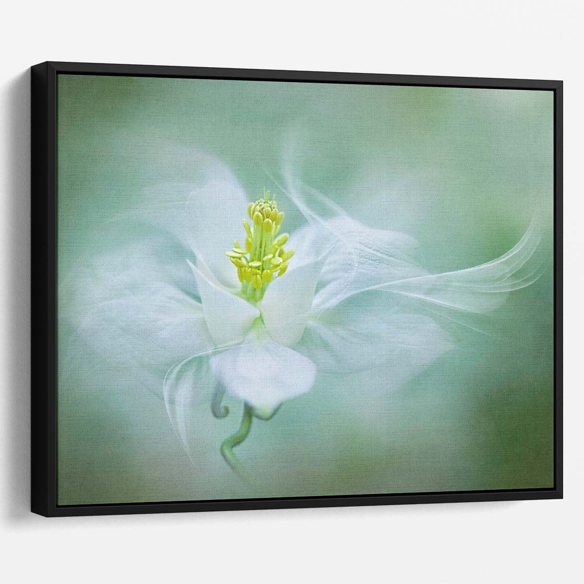 Delicate White Aquilegia Bloom Macro Wall Art by Luxuriance Designs. Made in USA.