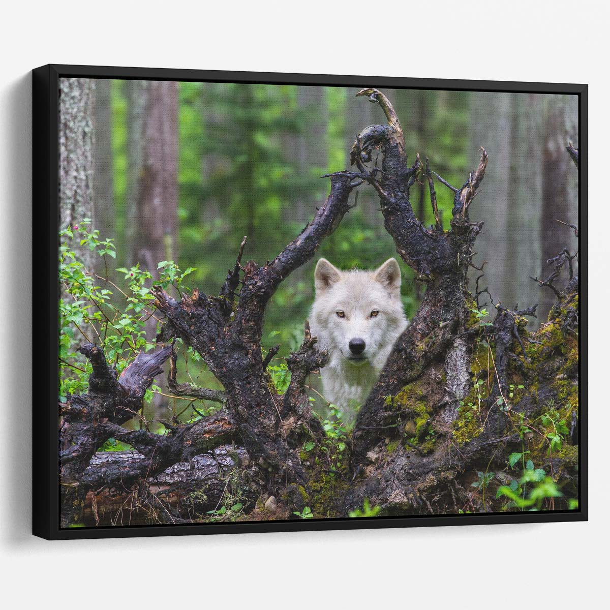 Enigmatic White Wolf in Forest Landscape Wall Art by Luxuriance Designs. Made in USA.