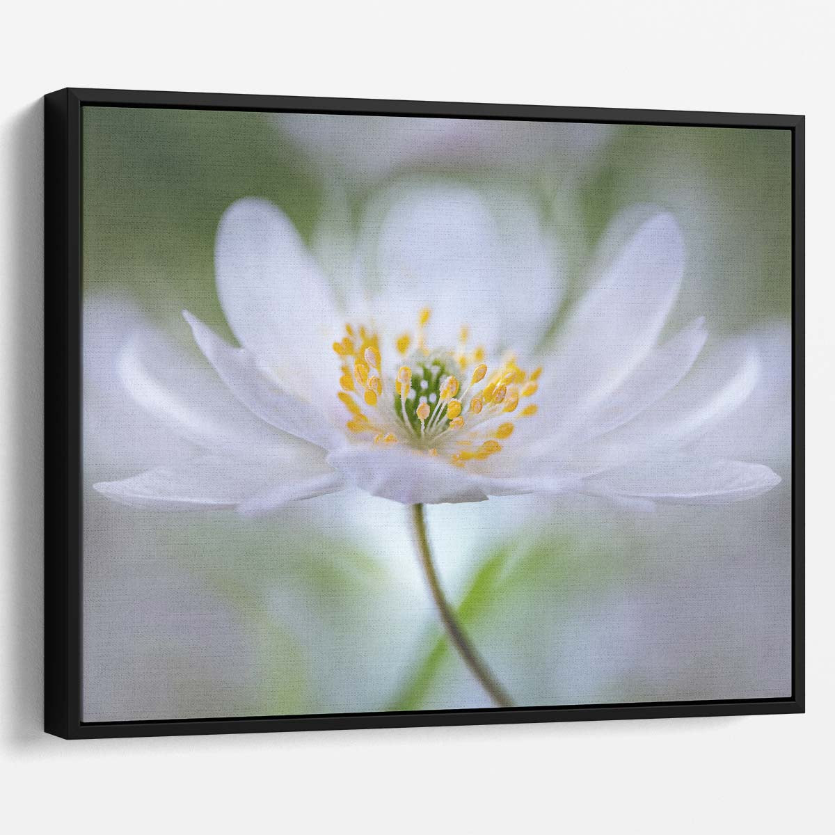 Soft Petals & Tender Flora Bokeh Wall Art by Luxuriance Designs. Made in USA.