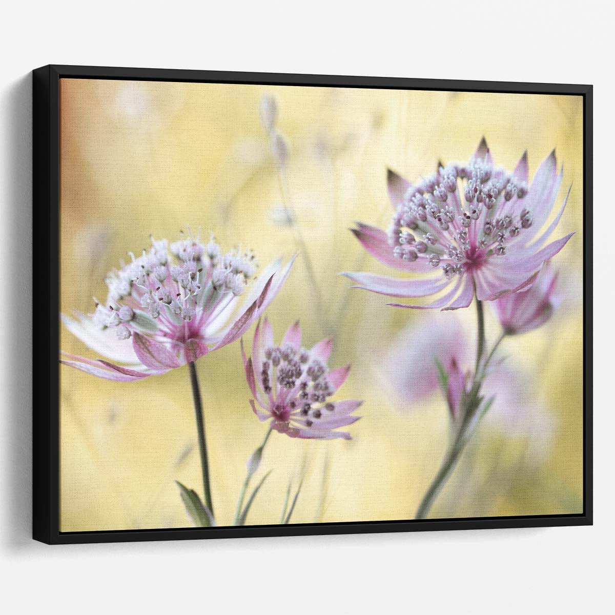 Summer Pink Astrantia Major Floral Macro Wall Art by Luxuriance Designs. Made in USA.