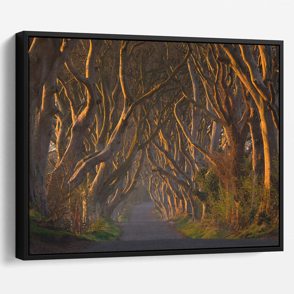 Sunrise at Ireland's Dark Hedges Forest Path Wall Art by Luxuriance Designs. Made in USA.