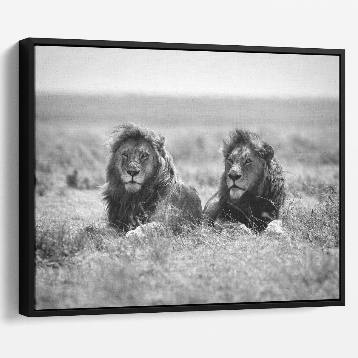 Serengeti Lion Duo Monochrome Wildlife Photography Wall Art