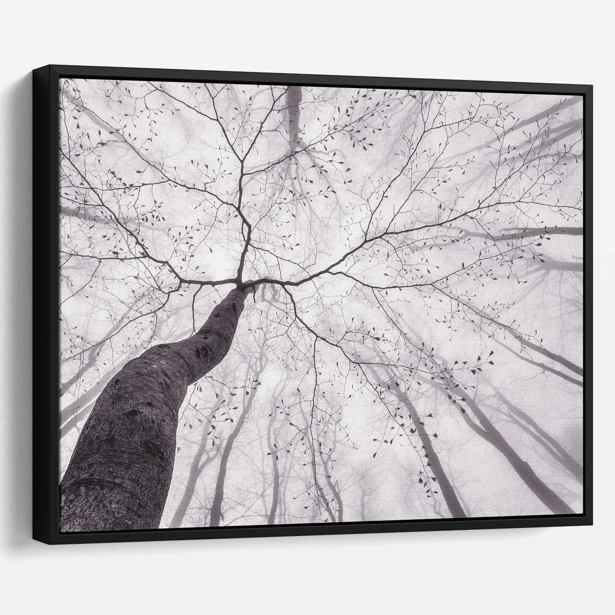 Monochrome Beech Forest Mist - Spring Landscape Photography Wall Art