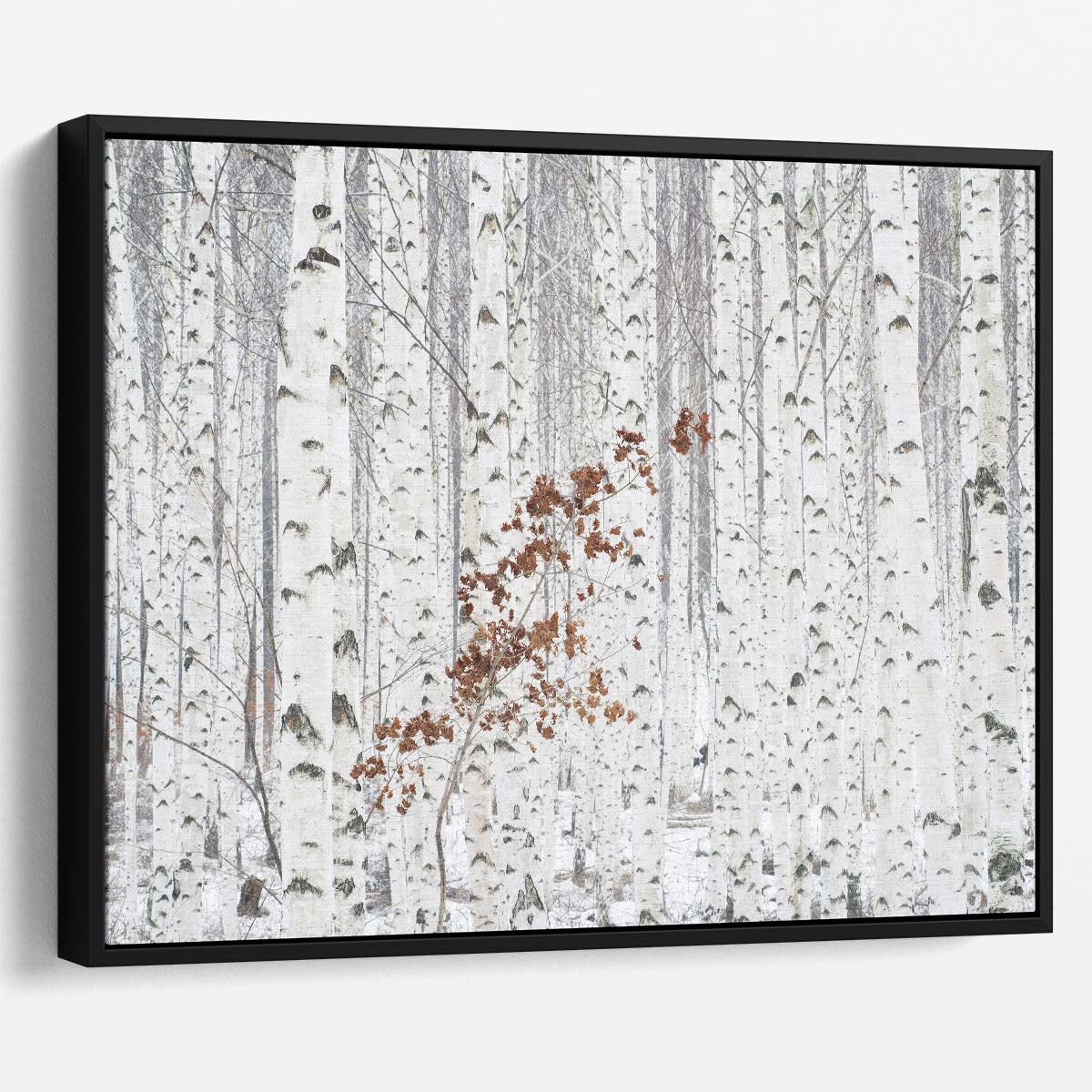 White Birch Forest Autumn Landscape Photography Wall Art