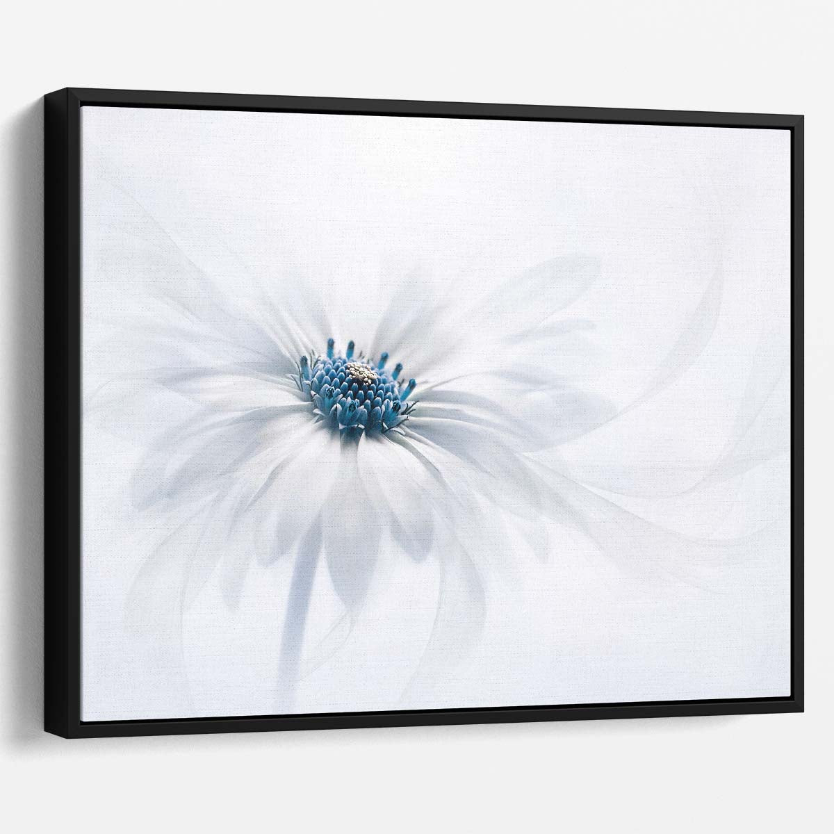 Macro Daisy Blue & White Floral Photography Wall Art