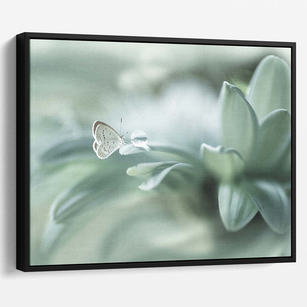 Pastel Butterfly Macro Photography with Water Droplets Wall Art