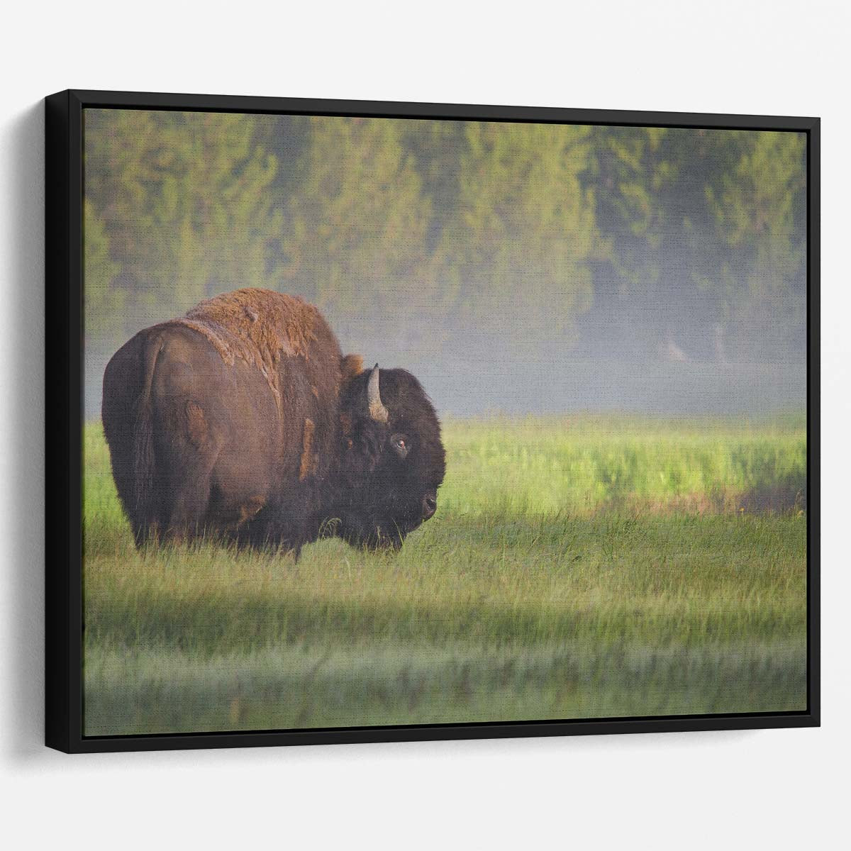 Misty Dawn Bison Sunrise Yellowstone Wall Art by Luxuriance Designs. Made in USA.