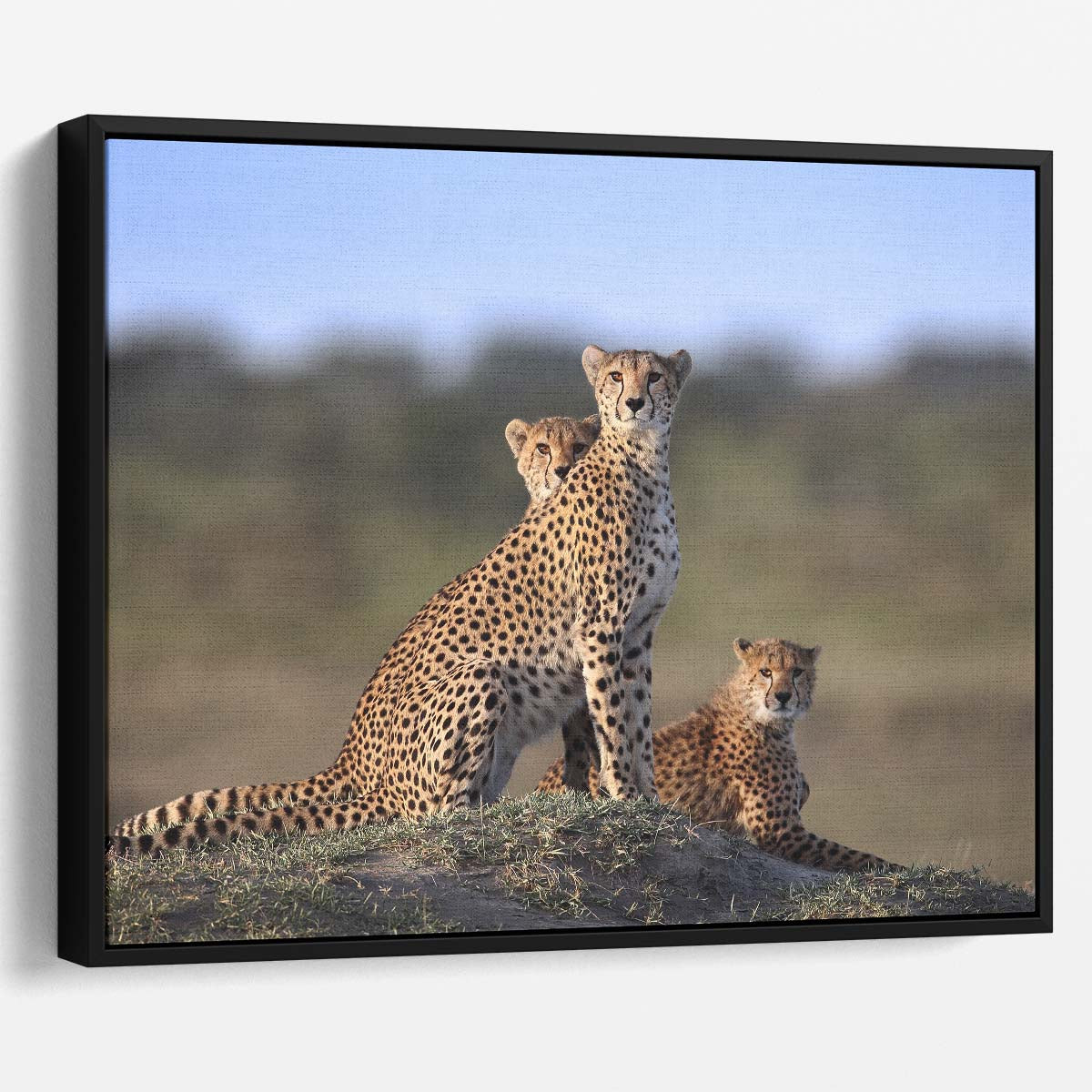 Savannah Cheetah Family Love & Protection Wall Art by Luxuriance Designs. Made in USA.