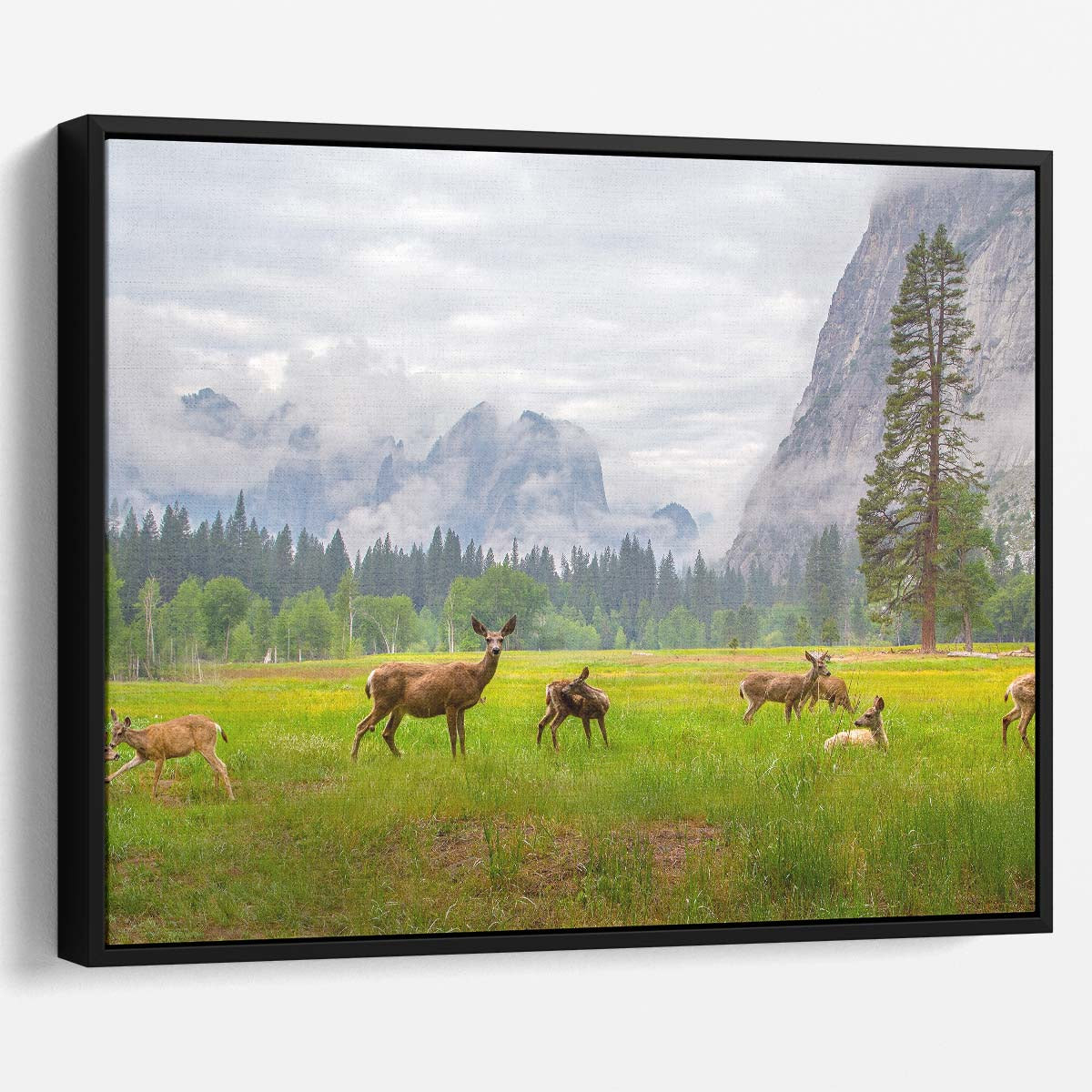 Roe Deer Herd in Yosemite National Park Landscape Wall Art
