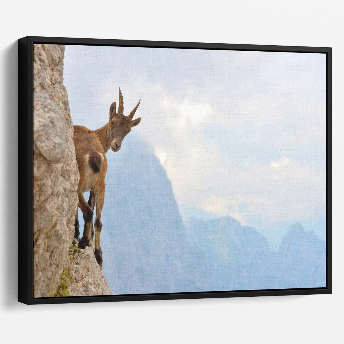 Alpine Ibex Balancing on Julian Alps Ridge Wall Art by Luxuriance Designs. Made in USA.