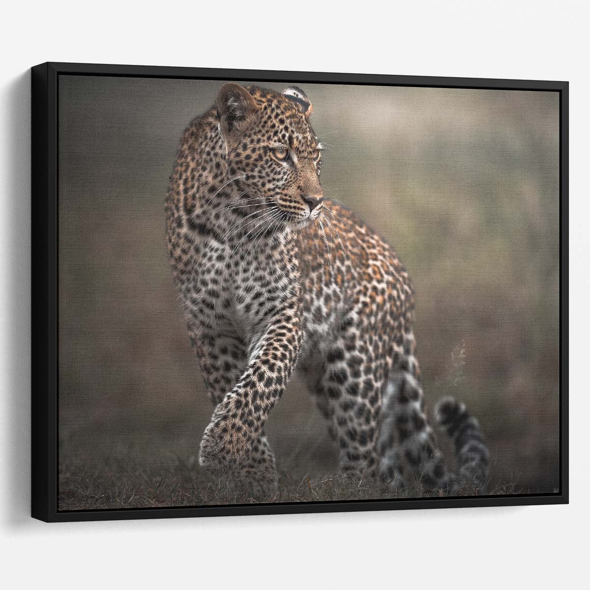 Safari Wildlife Leopard Glance - African Savanna Photography Wall Art