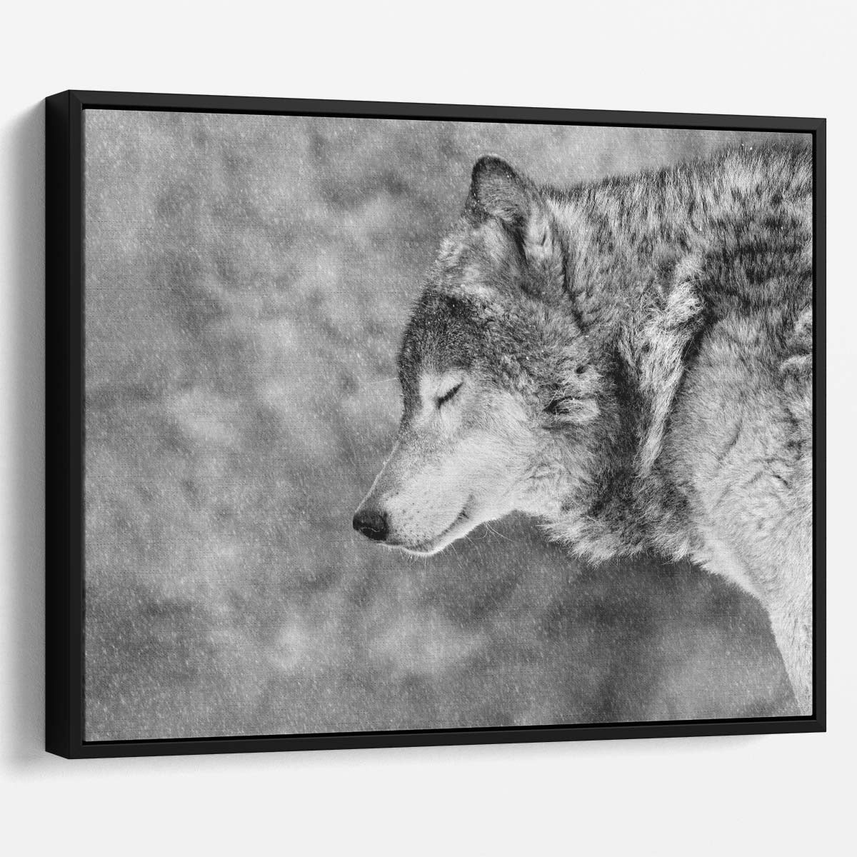 Serene Snow Wolf in Blissful Winter Wall Art by Luxuriance Designs. Made in USA.