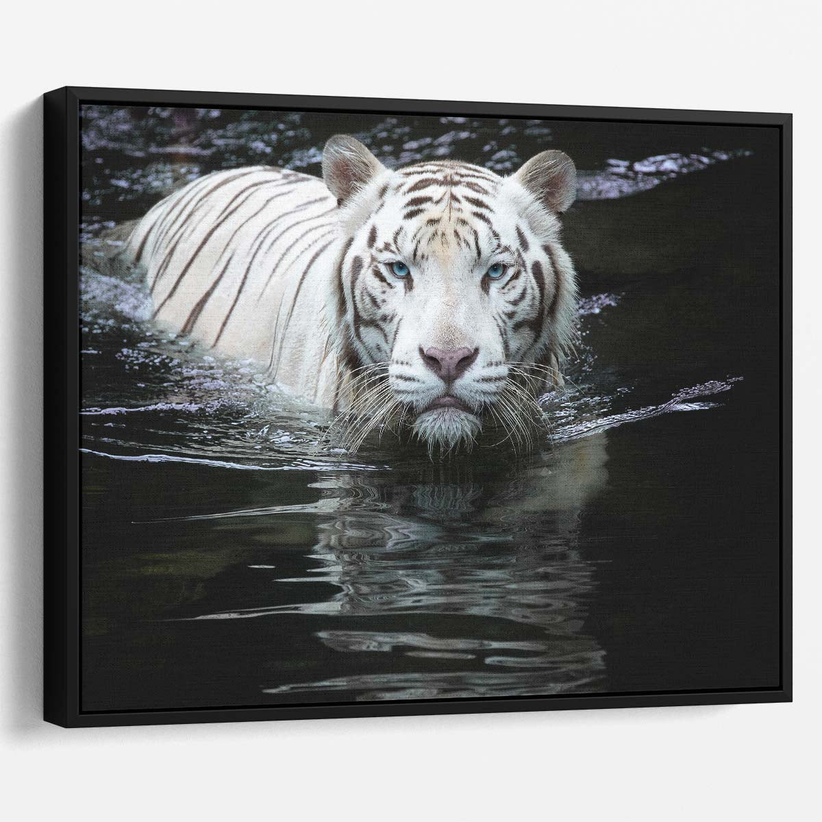 Intense Gaze White Tiger Bathing Wall Art by Luxuriance Designs. Made in USA.