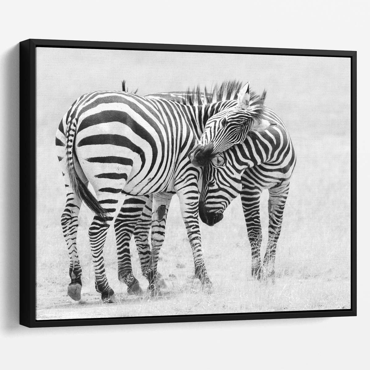 Romantic Zebras Embrace Monochrome Safari Wildlife Photography Wall Art