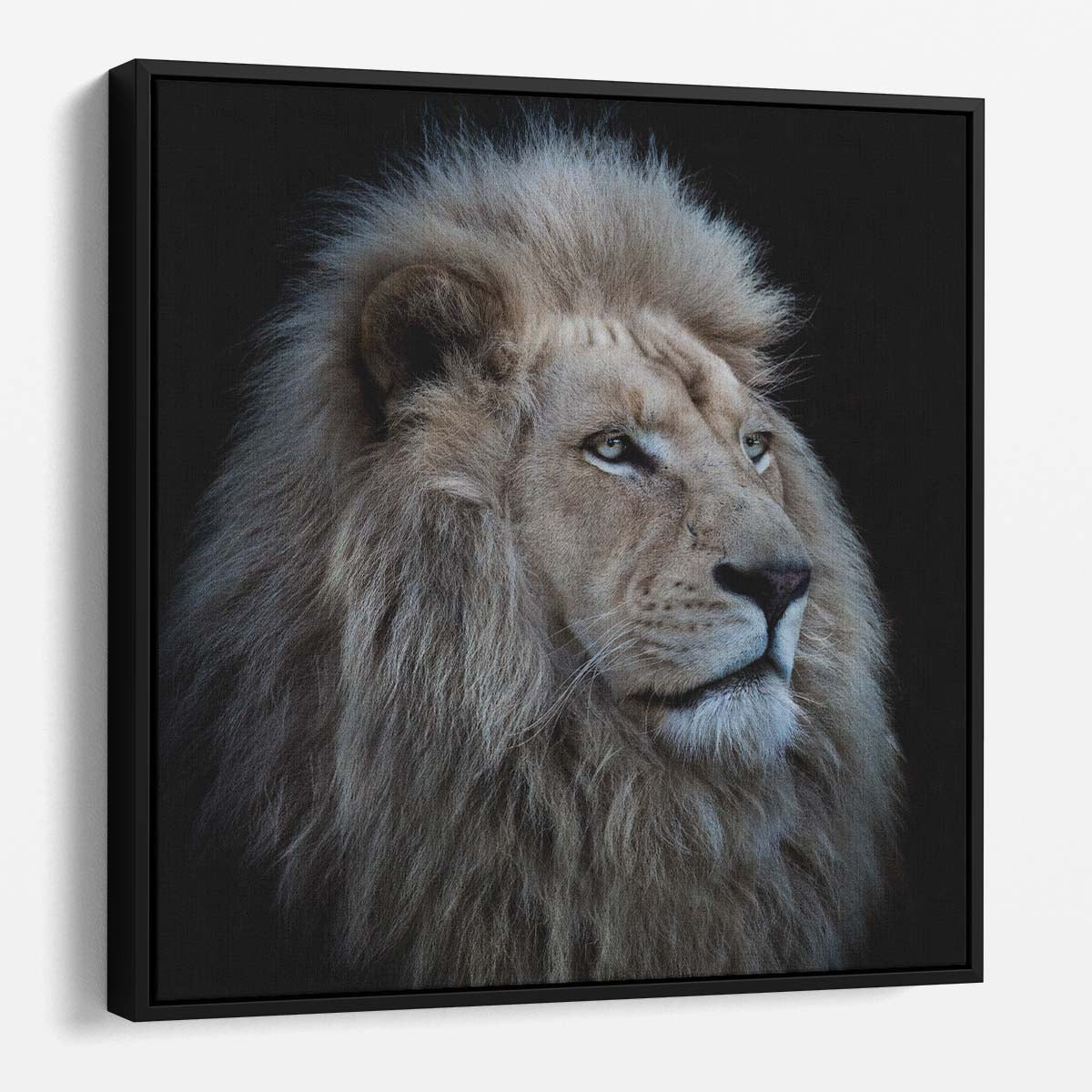 Majestic Dark Timbavati White Lion Portrait Wall Art by Luxuriance Designs. Made in USA.
