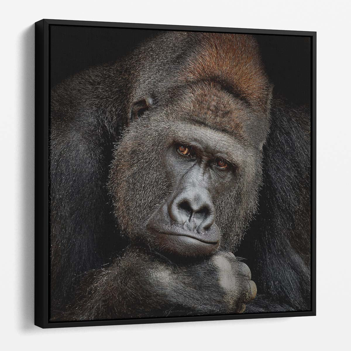 Thoughtful Silverback Gorilla Portrait Majestic Wildlife Photography Wall Art by Luxuriance Designs. Made in USA.