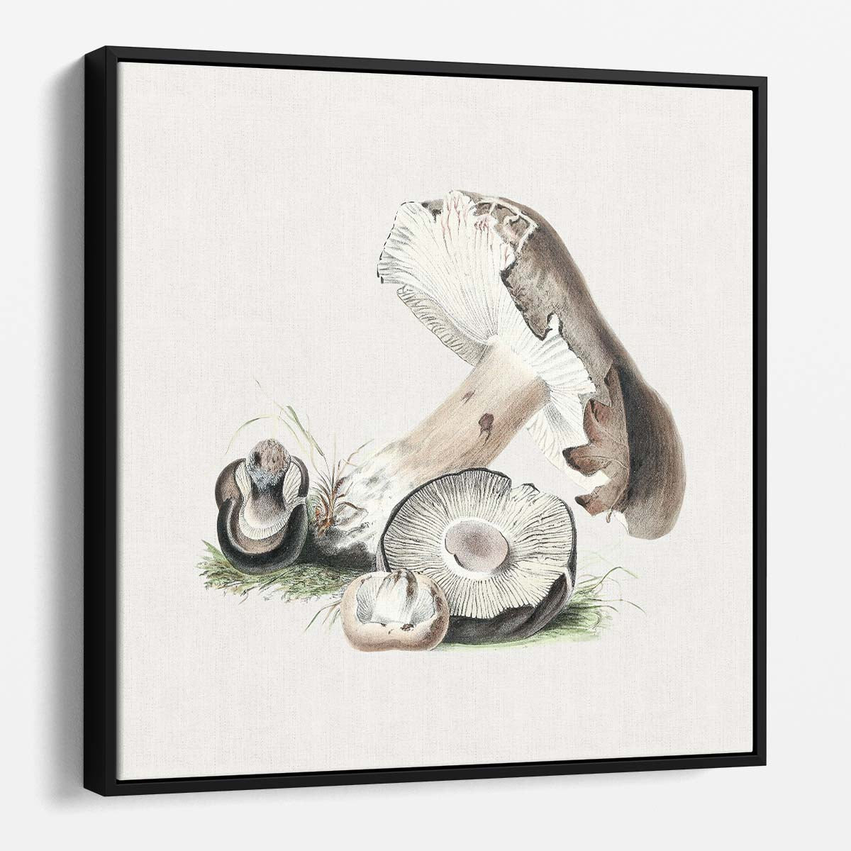 VintageInspired Agaricus Augustus Mushroom Illustration Wall Art by Luxuriance Designs. Made in USA.