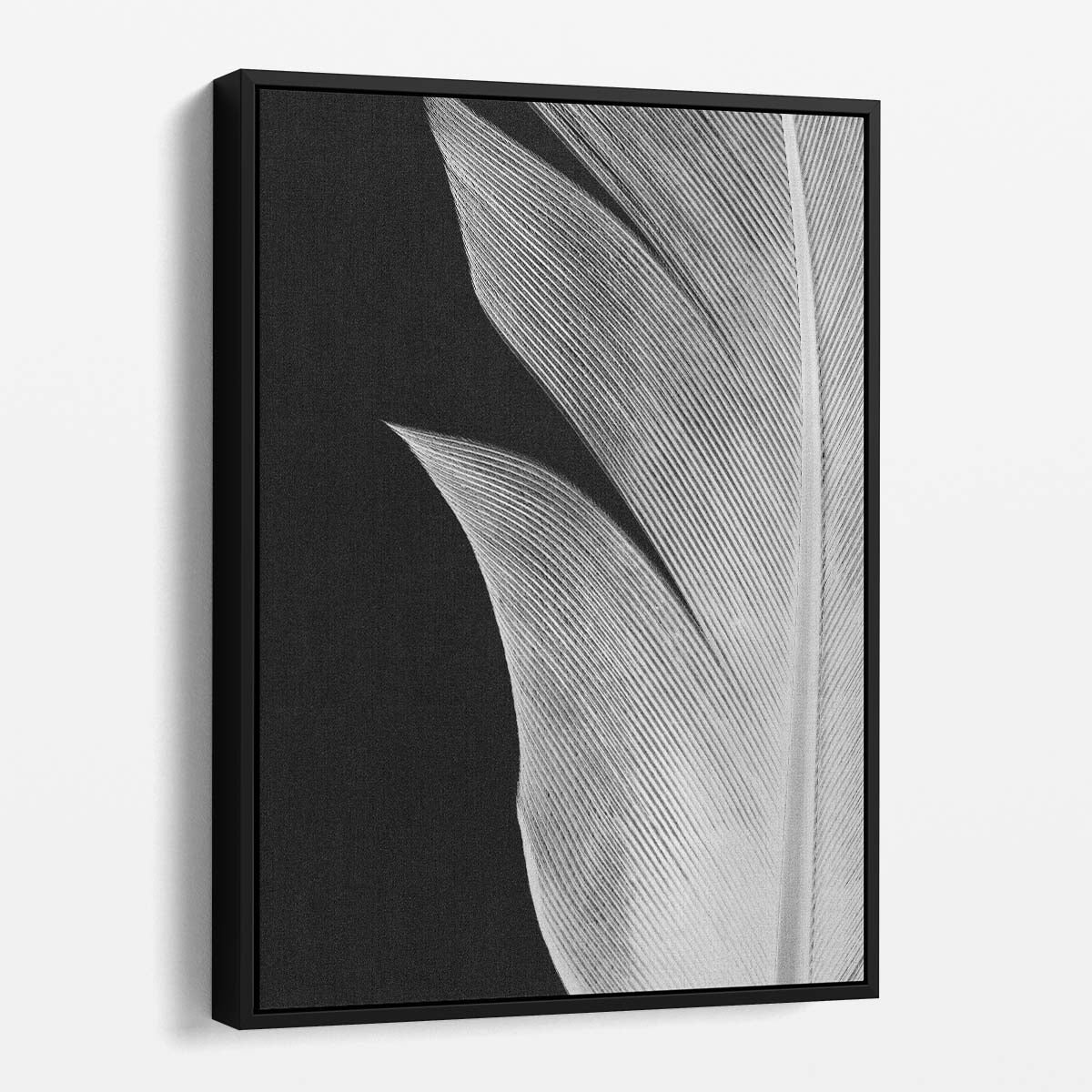 Monochrome Still Life Bird Feather Photography on Black Background by Luxuriance Designs, made in USA