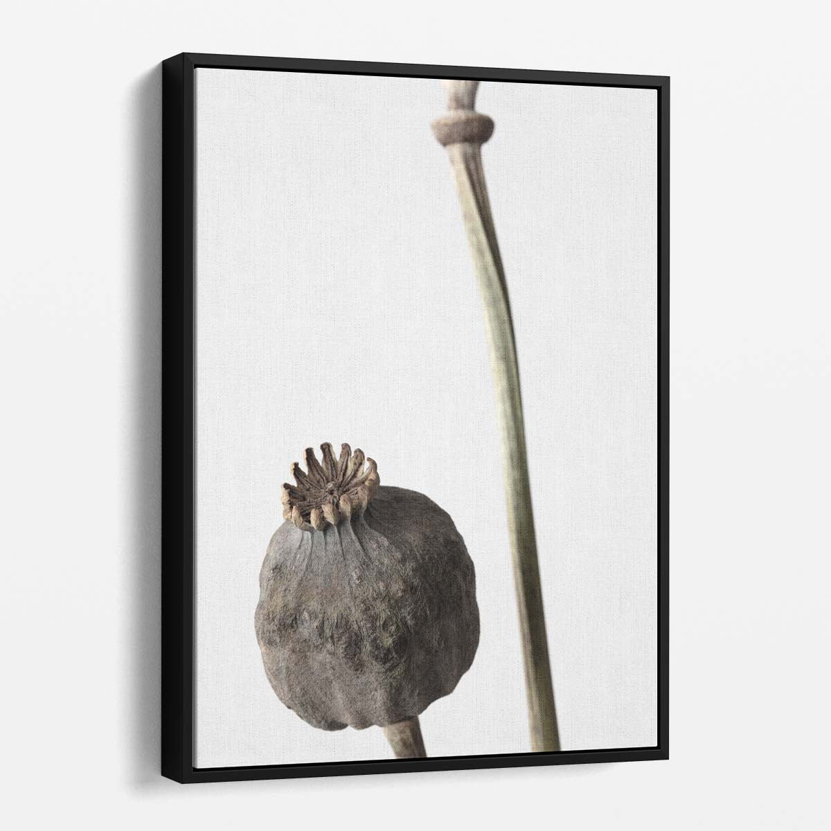 1X Studio Botanical Poppy Photography - Dried Floral Still Life Art by Luxuriance Designs, made in USA