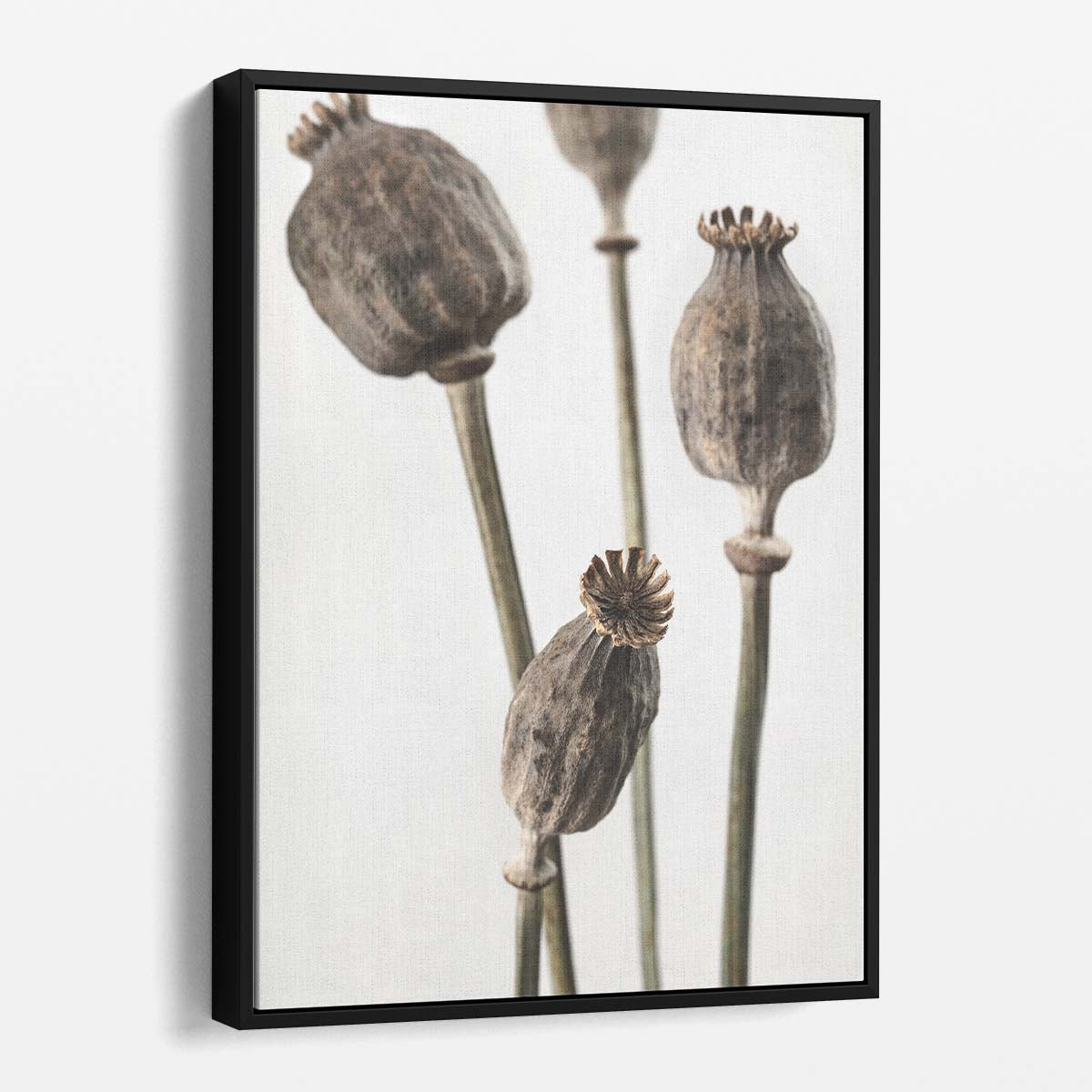 Botanical Still Life Photography of Dried Poppy Flowers by Luxuriance Designs, made in USA