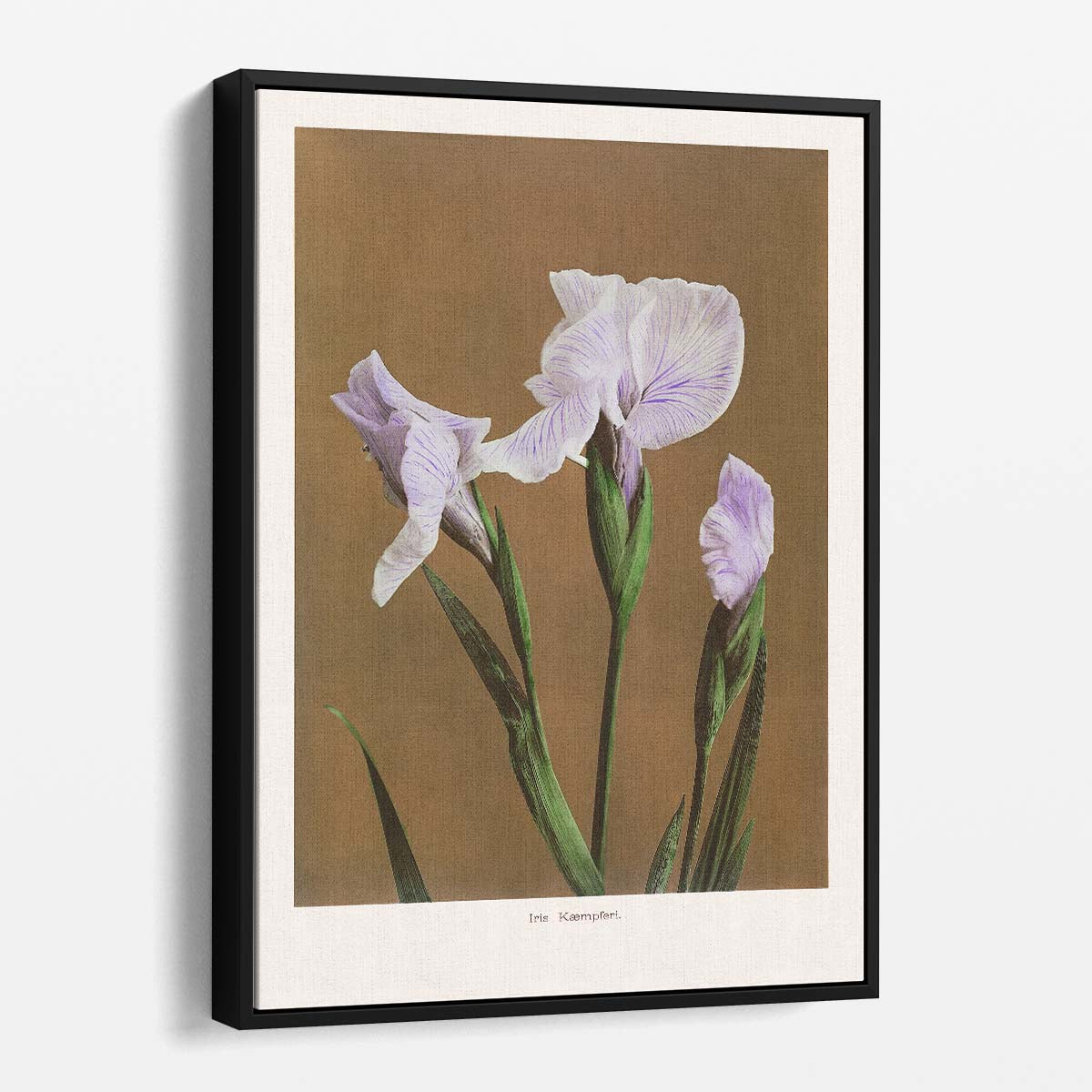 Vintage Japanese Iris Illustration Art Print by Ohara Koson by Luxuriance Designs, made in USA