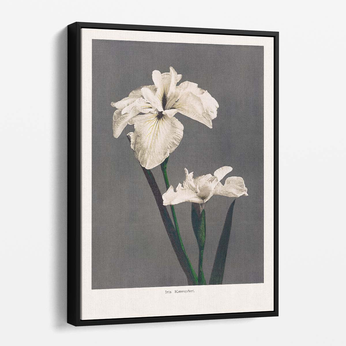 Ohara Koson's Vintage Japanese Iris Flower Illustration Print by Luxuriance Designs, made in USA