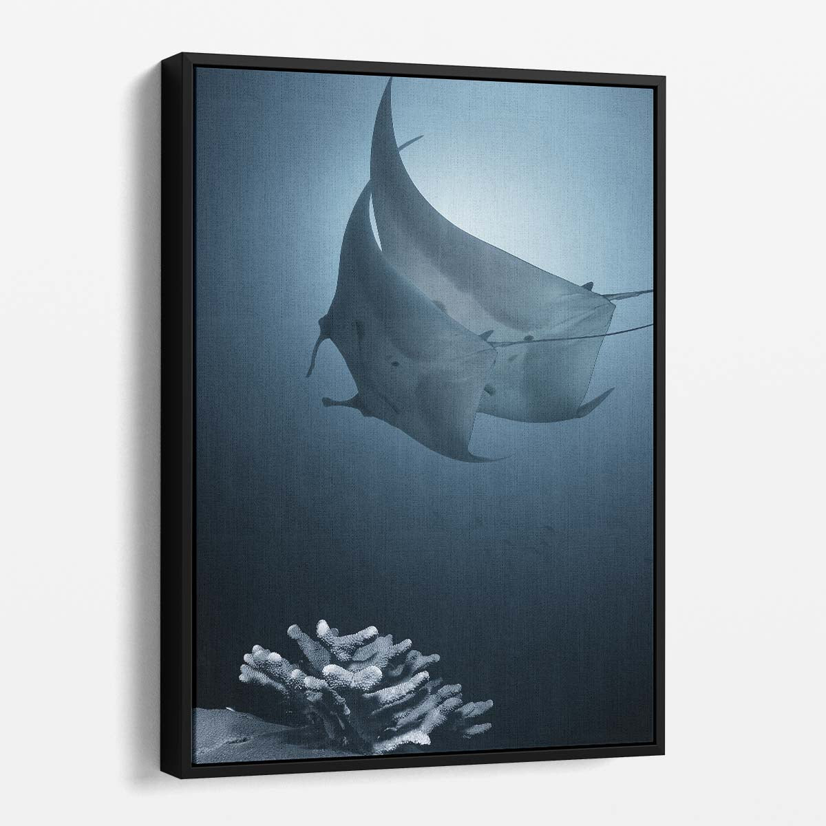Romantic Manta Ray Dance, Underwater Photography, Similan Thailand by Luxuriance Designs, made in USA