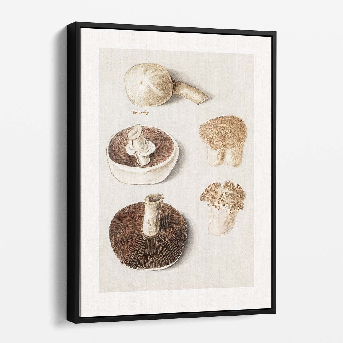 Vintage Botanical Meadow Mushroom Illustration with Gray and Beige Tones by Luxuriance Designs, made in USA