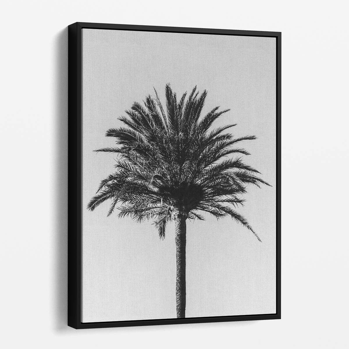 Minimalistic Monochrome Palm Tree Landscape Photography Art by Luxuriance Designs, made in USA