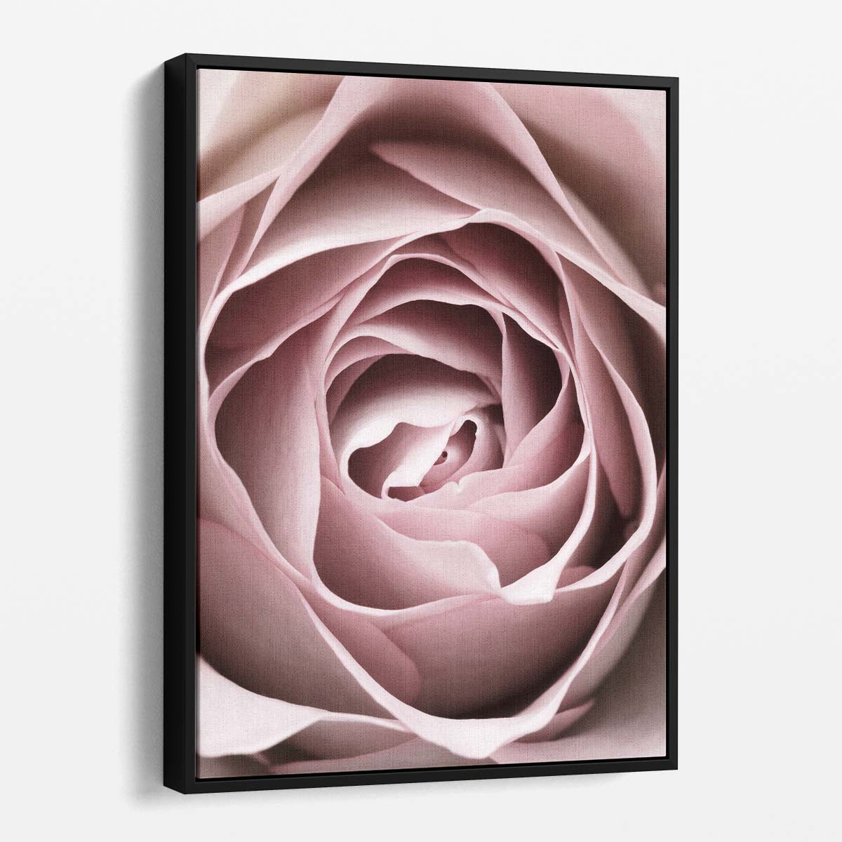 Botanical Photography 1XStudio's Up-close Pink Rose Flower Still Life by Luxuriance Designs, made in USA