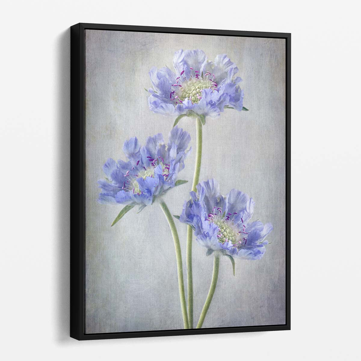 Scabiosa Pincushion Purple Flower Photography Still Life Floral Art by Mandy Disher by Luxuriance Designs, made in USA
