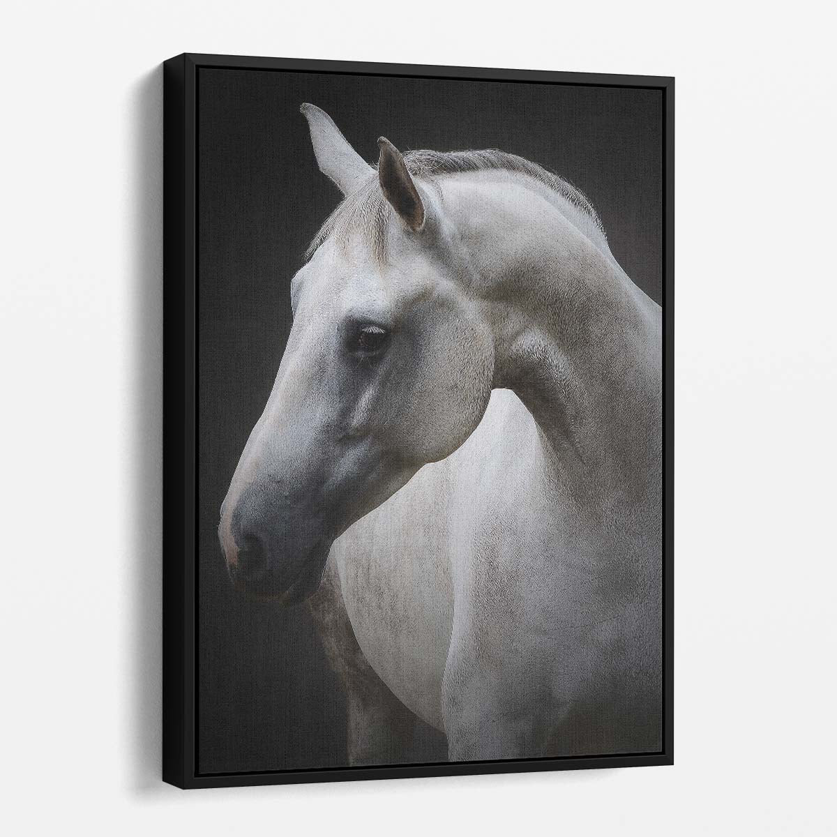 Minimalist White Horse Photography Art - Graceful Equestrian Animal Portrait by Luxuriance Designs, made in USA