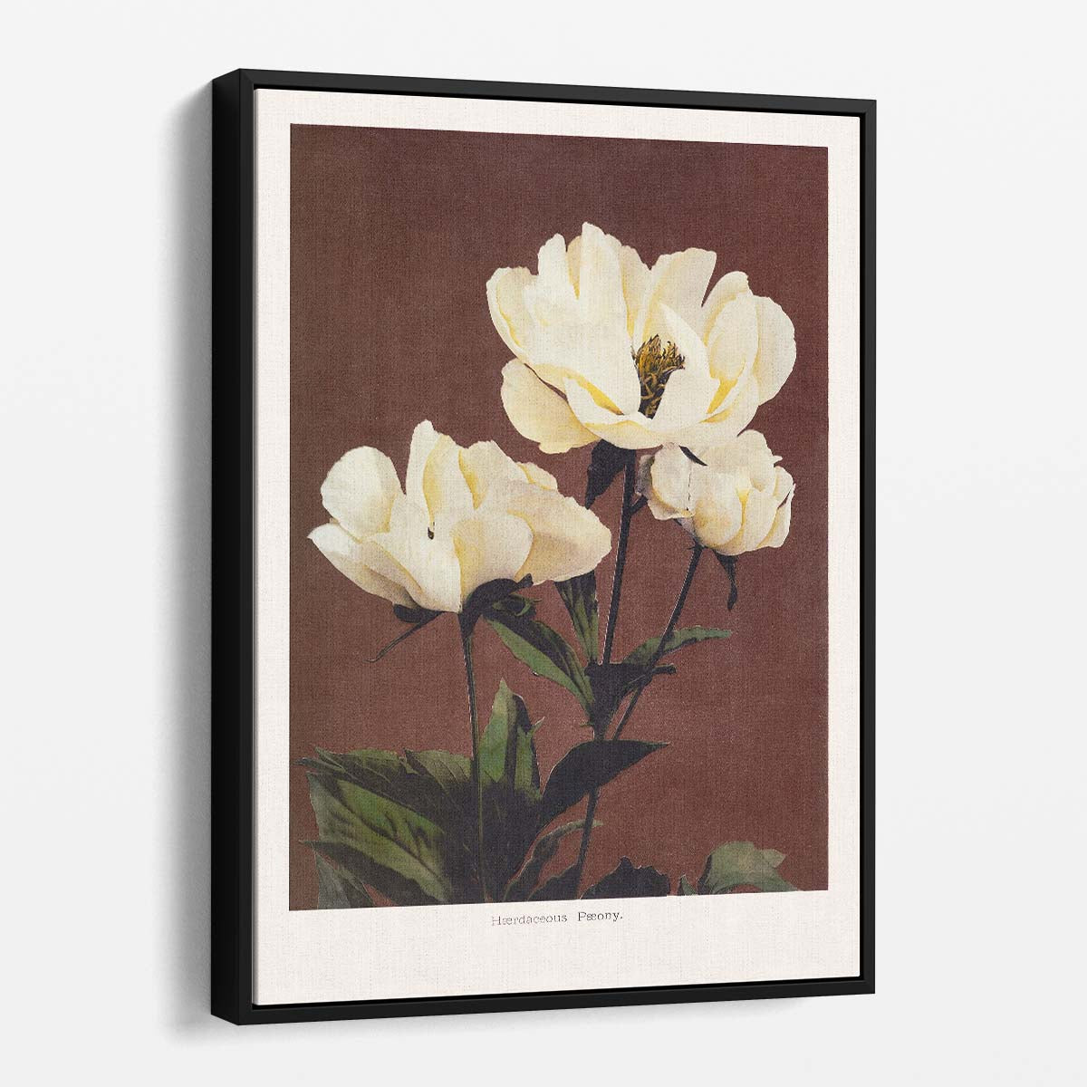 Vintage Japanese Peony Illustration Wall Art by Ohara Koson by Luxuriance Designs, made in USA