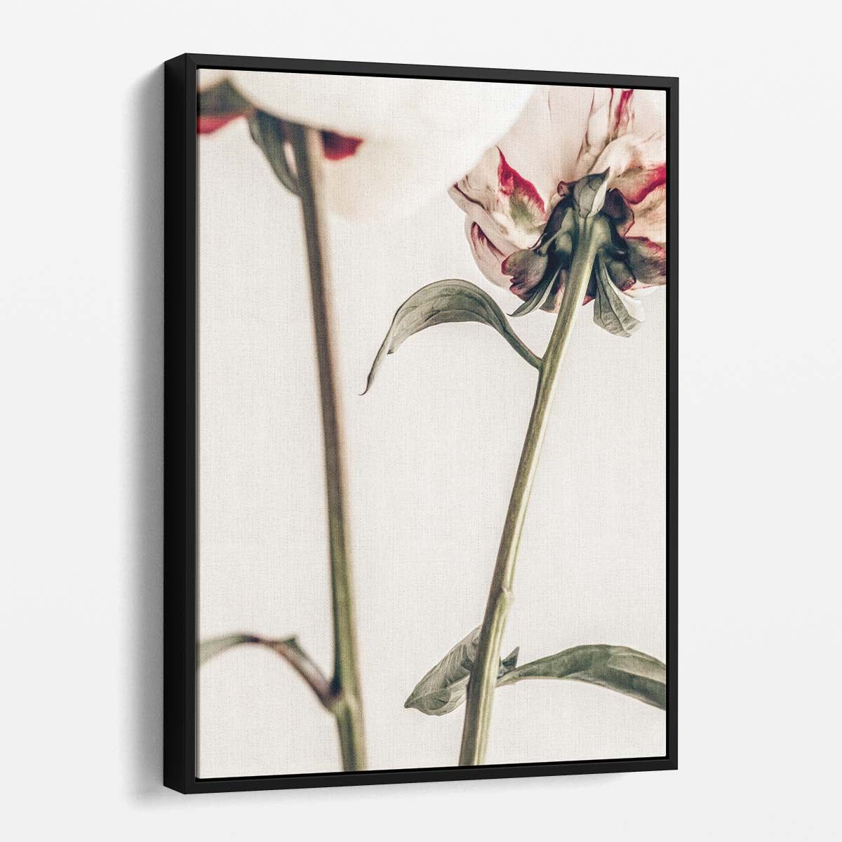 Botanical Pink Peony Photography - Floral Still Life Wall Art by Luxuriance Designs, made in USA