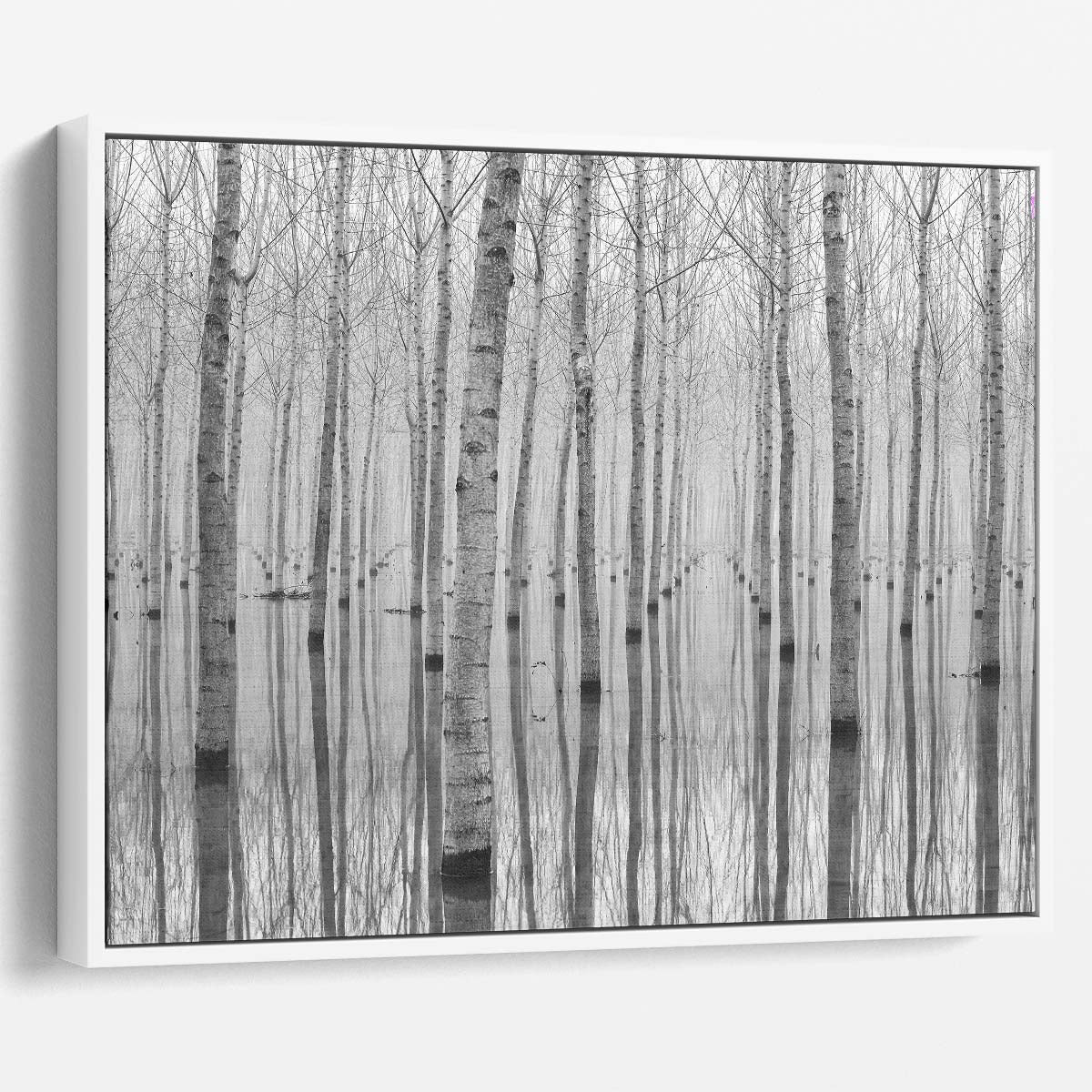 Autumn Birch Forest Reflections Monochrome Wall Art by Luxuriance Designs. Made in USA.