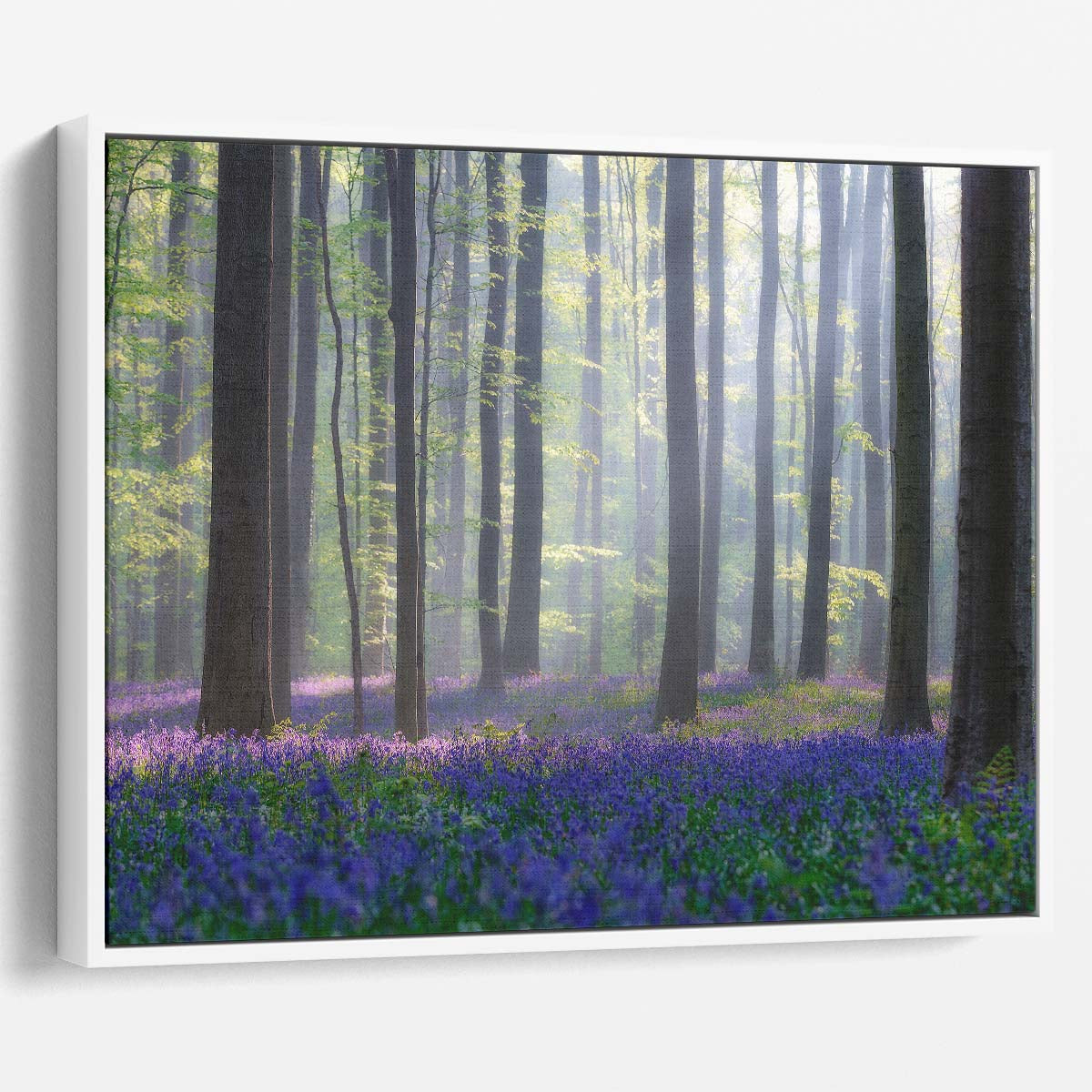 Misty Bluebell Forest Landscape Summer Floral Photography Wall Art