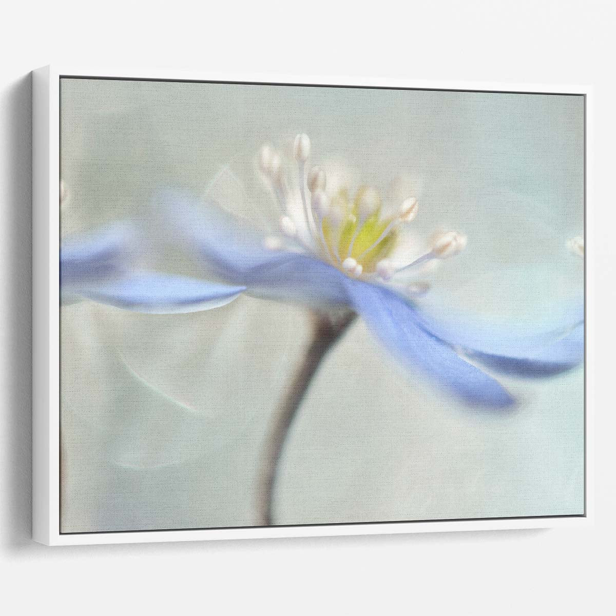 Delicate Summer Anemone Trio Macro Wall Art by Luxuriance Designs. Made in USA.
