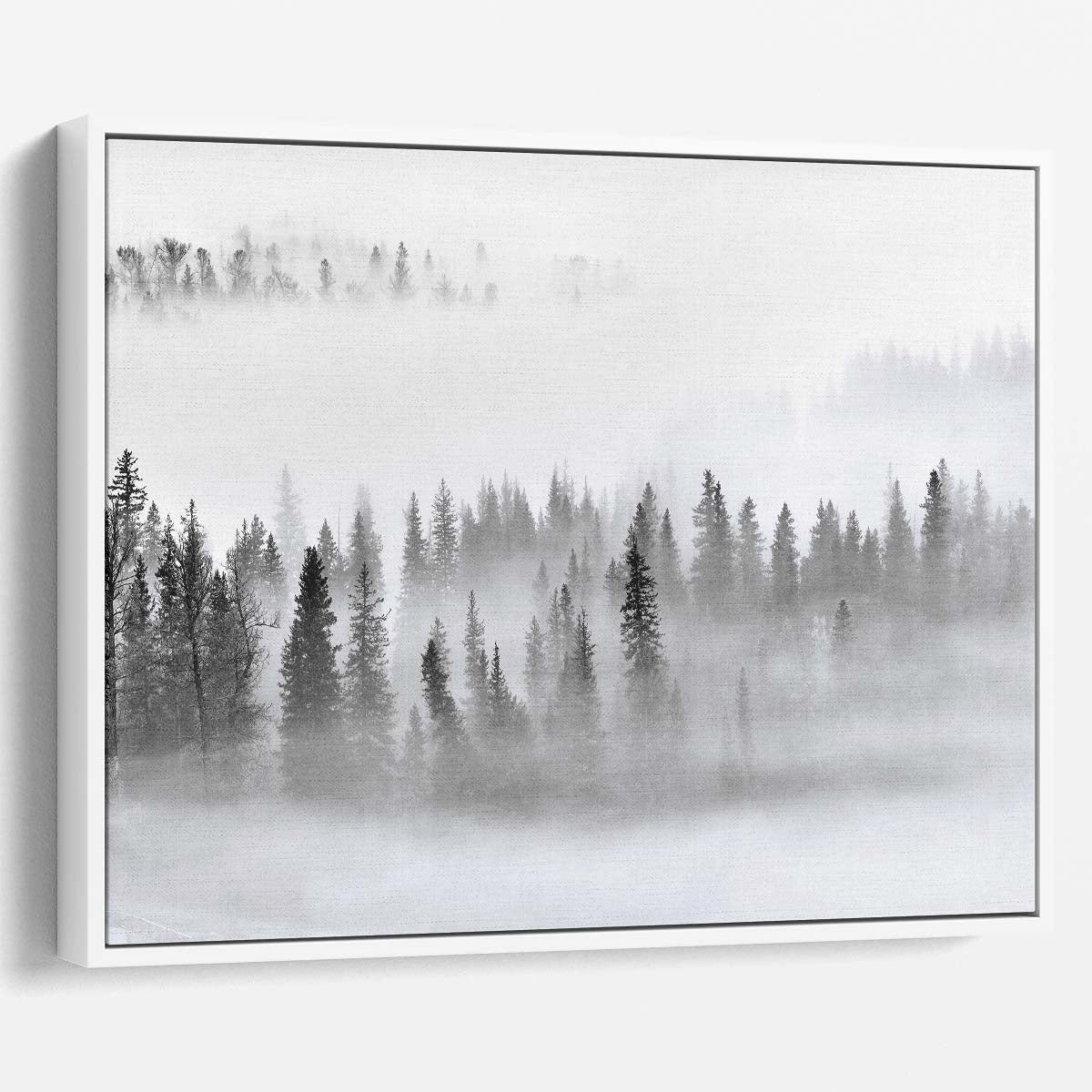 Dreamy Foggy Pine Forest Panorama in Monochrome Wall Art