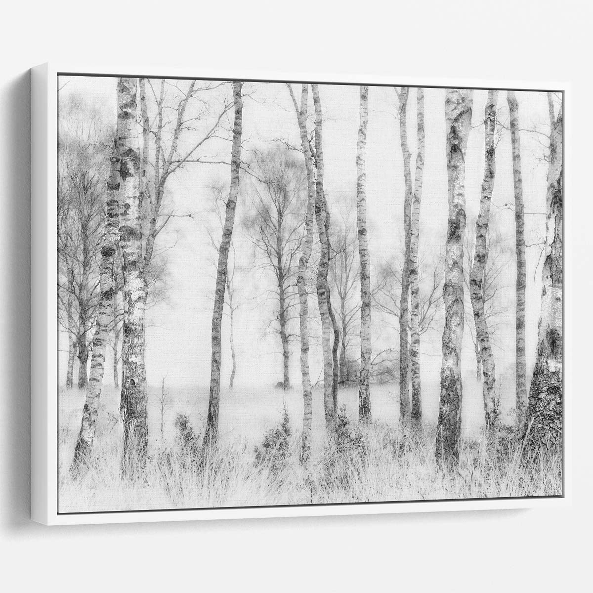 Misty Birch Forest Landscape Black & White Photography Wall Art