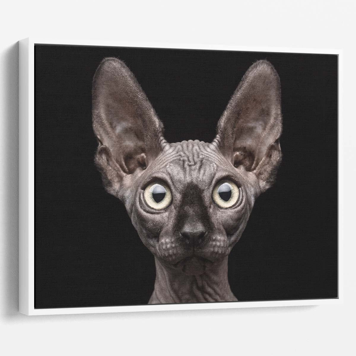 Sphynx Cat Portrait Surprised Gaze, Studio Shot Wall Art