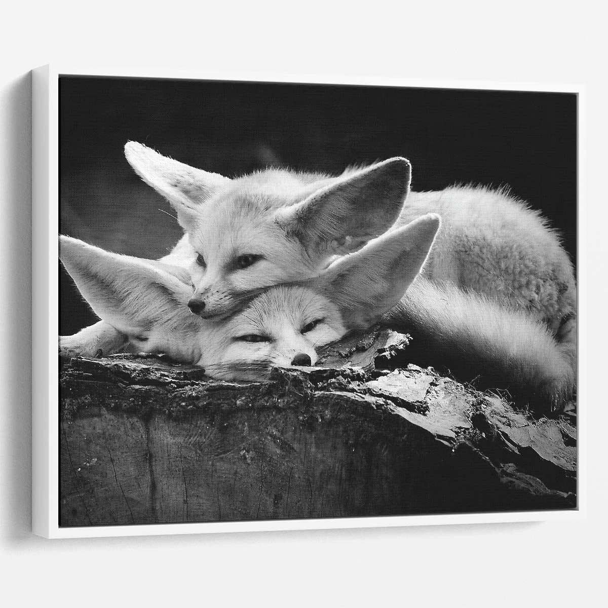 Joyful Fennec Fox Pair Embrace Monochrome Wall Art by Luxuriance Designs. Made in USA.